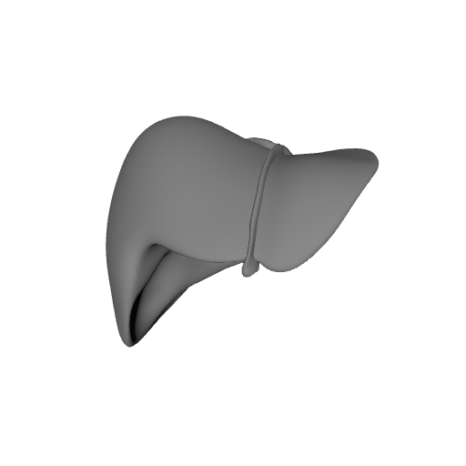 Liver_Male_vh_m_liver_NIH3D.stl
